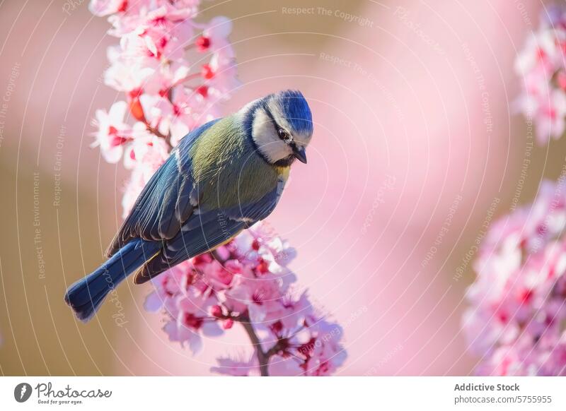 Blaumeise inmitten von Mandelblüten Vogel gehockt rosa Ast Natur Tierwelt Frühling pulsierend Cyanistes caeruleus Flora Blüte Blütezeit gefiedert kleiner Vogel