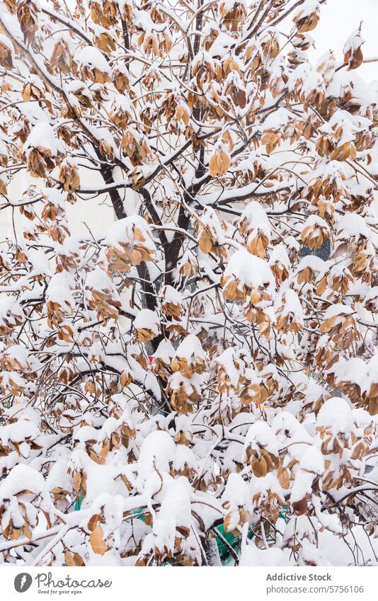 Winterwunder in Madrid mit schneebedeckten Blättern Schnee Blatt Ast weiß Natur Schönheit Gelassenheit Unerwartet Landschaft schmücken einzigartig kalt Saison