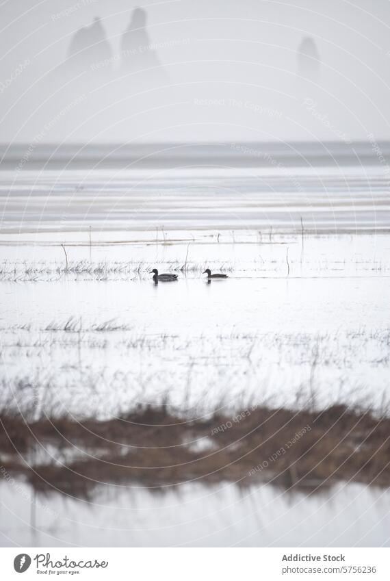 Neblige isländische Landschaft mit Enten im Vordergrund Island Nebel Berge u. Gebirge Silhouette Wasservögel Gelassenheit Windstille ruhig gedämpft Farbe Natur