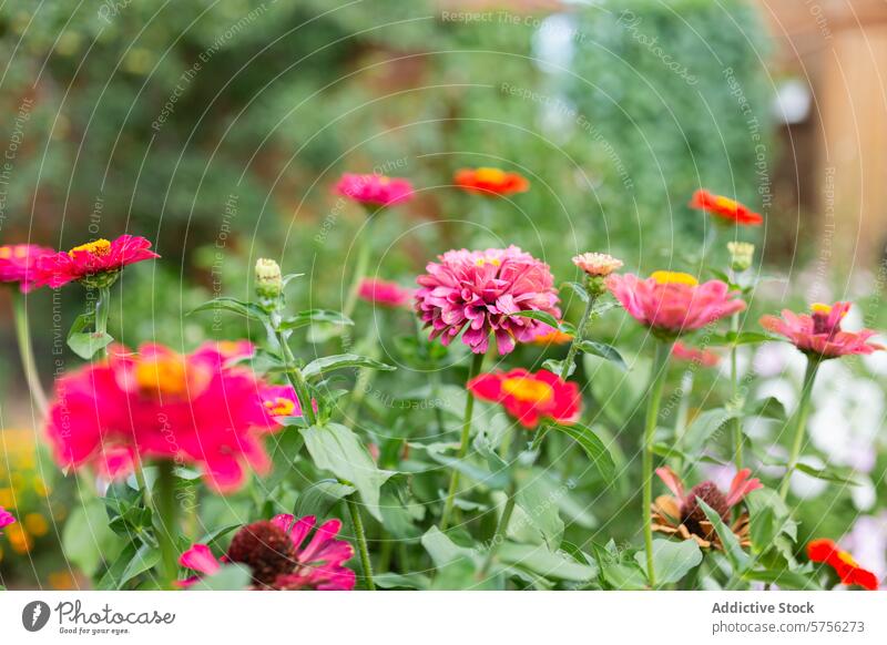 Ein lebhaftes Gartenbeet voller bunter Gerbera, in dem jede Schicht von Blütenblättern das weiche Sommerlicht einfängt, schafft einen natürlichen Wandteppich
