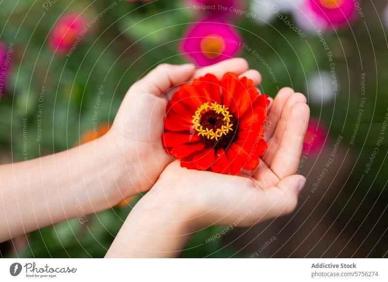 Eine leuchtend rote Gerbera-Gänseblümchen, sanft in pflegenden, anonymen Händen gehalten, hebt sich von einem Hintergrund aus bunten Blumen in einem üppigen Sommergarten ab.