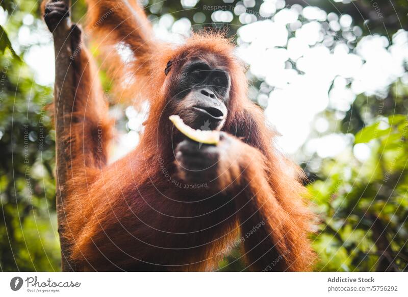 Orang-Utan genießt einen Snack im indonesischen Wald Indonesien Tierwelt natürlicher Lebensraum Banane Essen Primas Affe Natur tropisch Erhaltung Borneo Sumatra