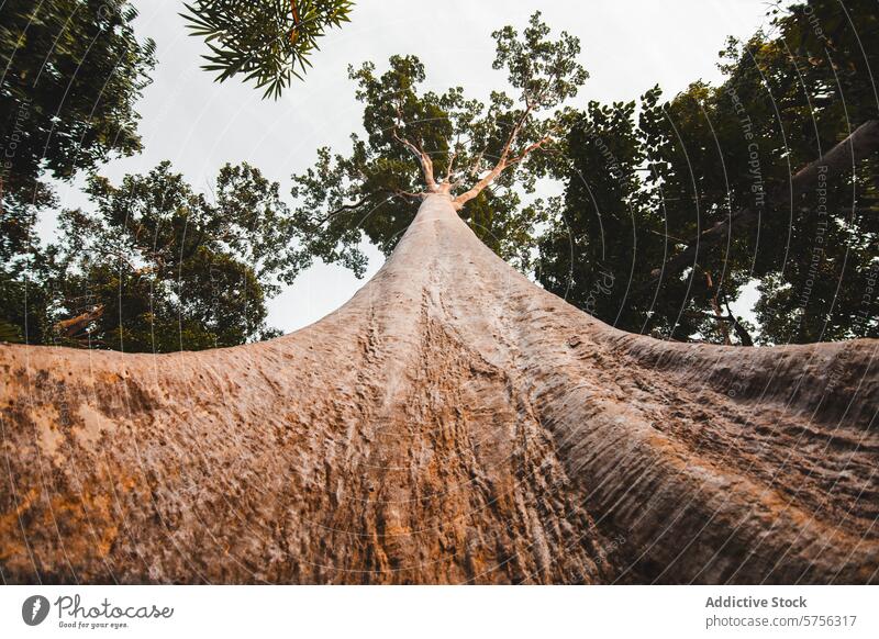 Riesiger tropischer Baum, der in den Himmel ragt Indonesien reisen Natur majestätisch turmhoch Riese Kofferraum Wald Öko Biodiversität Schutzdach Hoheit