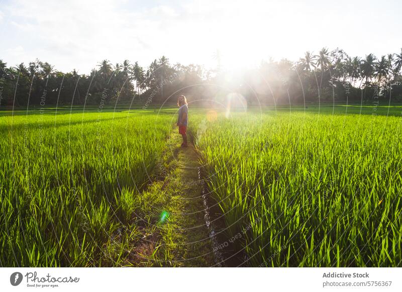 Erkundung üppiger Reisfelder in Indonesien bei Sonnenuntergang Reisender ländlich grün Ackerbau agritourismus Schönheit Natur Landschaft warmer Glanz im Freien