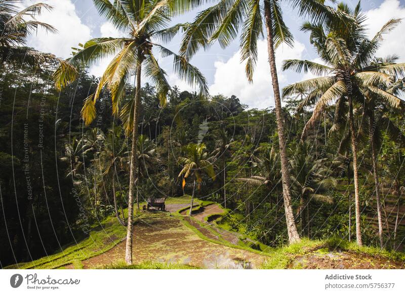Tropische Gelassenheit im Herzen von Indonesien Landschaft tropisch Handfläche Hütte Feld terrassenförmig pflanzlich Tal reisen Natur grün ruhig friedlich