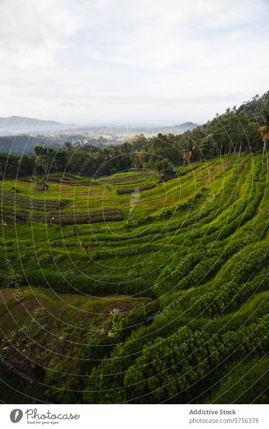 Üppig grüne terrassierte Reisfelder in Indonesien Terrasse Ackerbau üppig (Wuchs) Grün malerisch Ansicht reisen Landschaft Bauernhof ländlich Natur im Freien