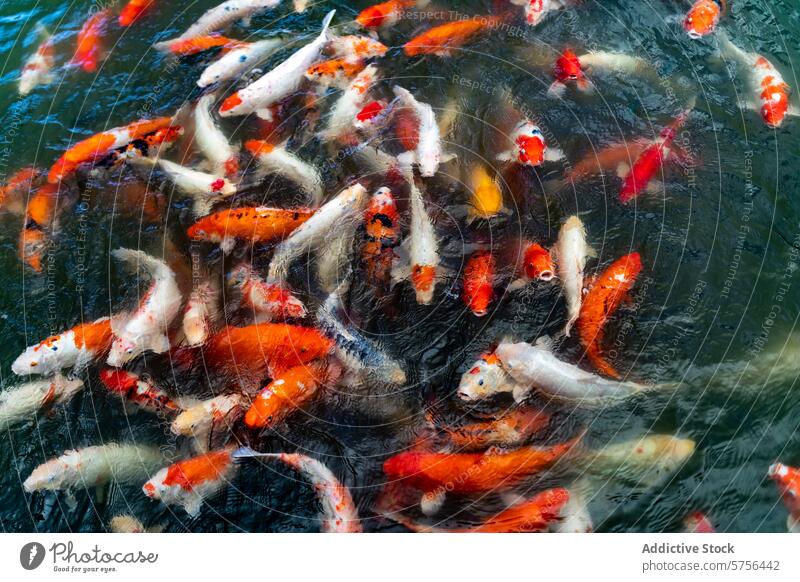 Bunte Koi-Fische schwimmen in einem Teich in Vietnam farbenfroh Schwimmsport Natur aquatisch Tier Wasser Karpfen Muster orange rot weiß Menge gruppiert Sammeln