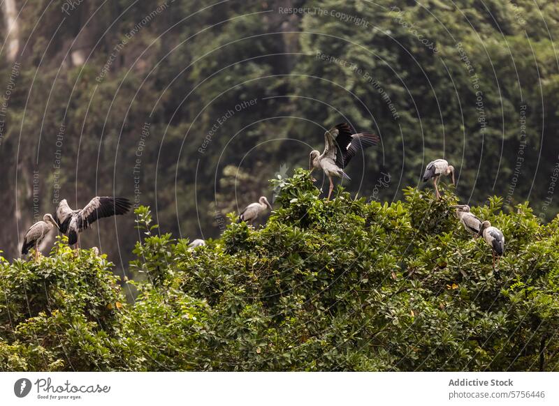 Reiher in ihrem natürlichen Lebensraum in der Wildnis Vietnams Vogel Tierwelt Natur Grün Laubwerk Baum Flügel Schnabel Sitzgelegenheit Wald Biodiversität