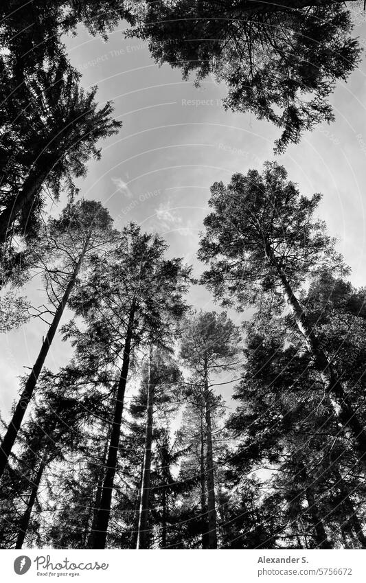 Blick aus dem Nadelwald in den Himmel Wald Bäume Schwarzwald Natur Baumstämme Stamm Forstwirtschaft Nutzholz Umwelt