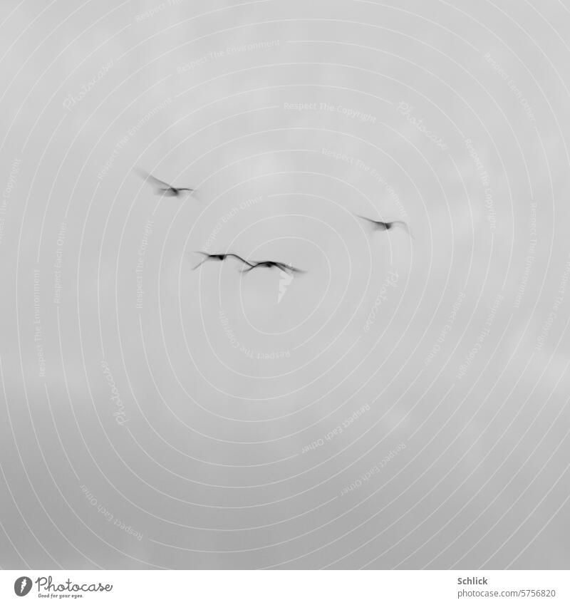 frei Vögel fliegen Bewegungsunschärfe Himmel grau vier Außenaufnahme Freiheit oben Natur Wildtier Schwarzweißfoto Tier Tiergruppe Vogelflug