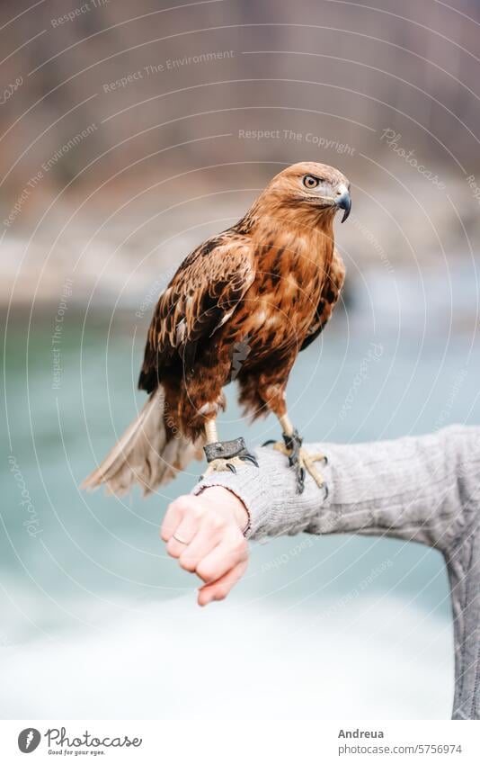 Anblick eines Raubvogels aus der Nähe amerika Amerikaner Tier kahl Schnabel Vogel schwarz blau braun Adler gefährdet Auge Gesicht Falknerei Feder Freiheit