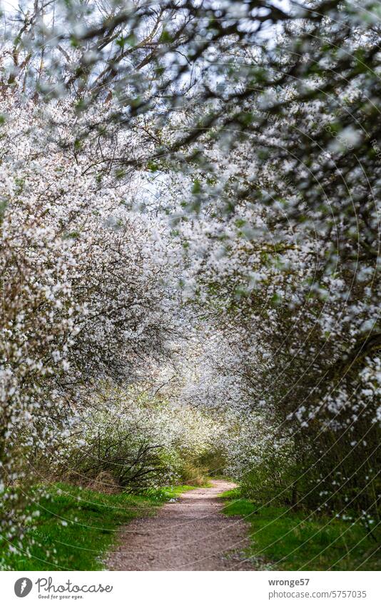 Ein letztes Mal unter Blüten wandeln Frühling Obstblüten Mirabellenblüte Obstbäume Außenaufnahme Farbfoto Feldweg Menschenleer Schönes Wetter Sonnenschein