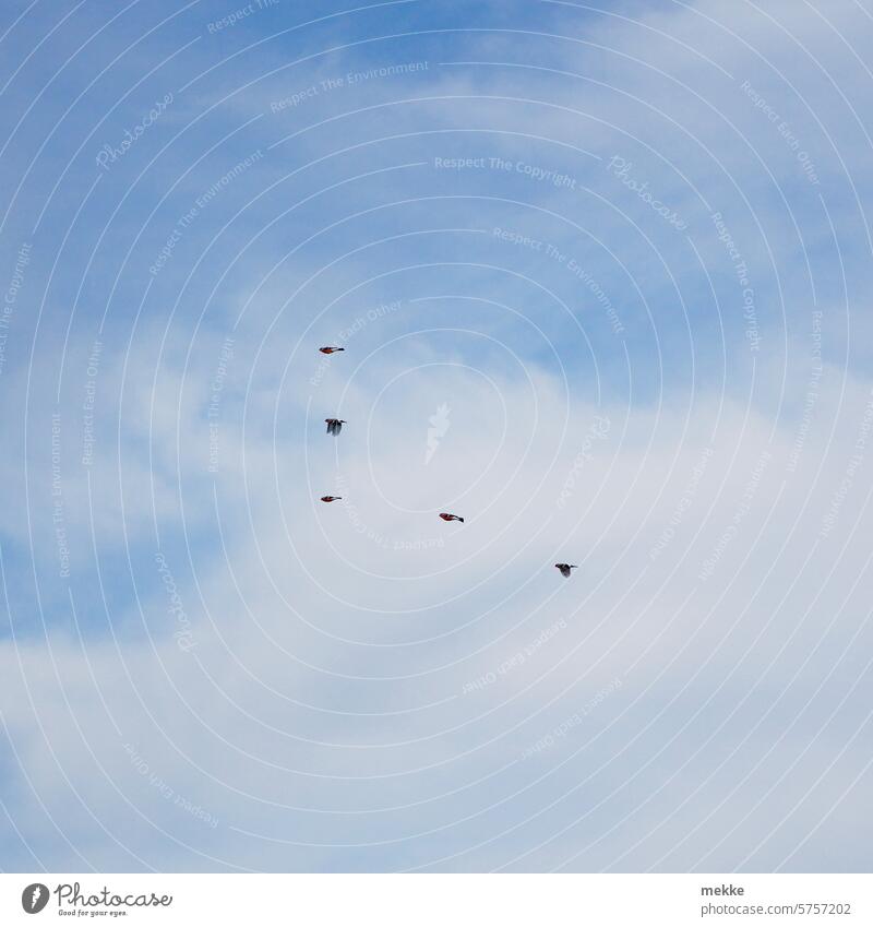 Fliegt mir ein L Vogelschwarm Vögel Gimpel Dompfaff Gruppe Flug Formation Buchstabe Himmel Figure Zeichen Wolken fliegen Vogelflug Schwarm Natur Formationsflug