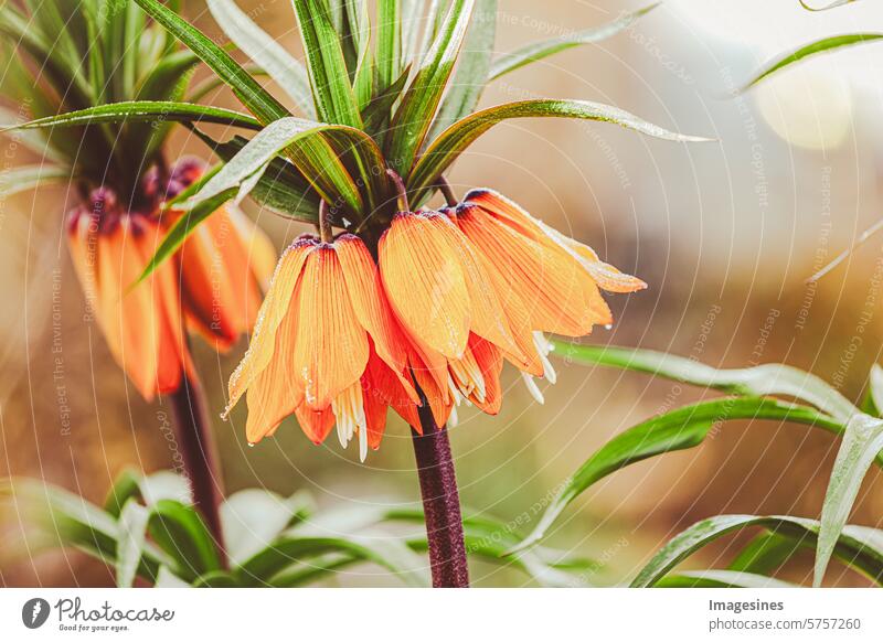 Kaiserkrone Aurora - fritillaria imperalis im Garten, Nahaufnahme, selektiver Fokus rubra maxima orange schön blühend in voller Blüte Bokeh botanisch Botanik