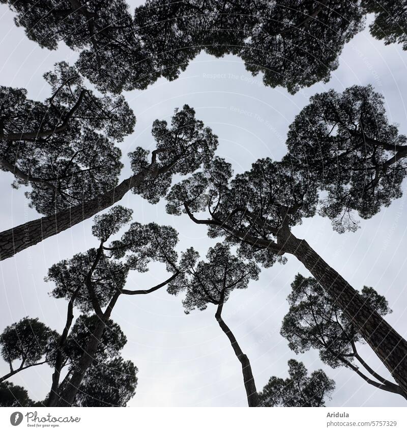 Pinienriesen Bäume groß mediterran Toskana Italien Himmel Froschperspektive Äste Zweige Baumstamm Pinienwald Wald Baumkrone Wachstum
