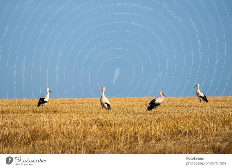 Störche auf einem Stoppelfeld Horizont Weißstorch Heu Natur Tag Wirbeltiere Stroh Schwarm Tier Ackerbau Klapperstorch oft Vogel im Freien