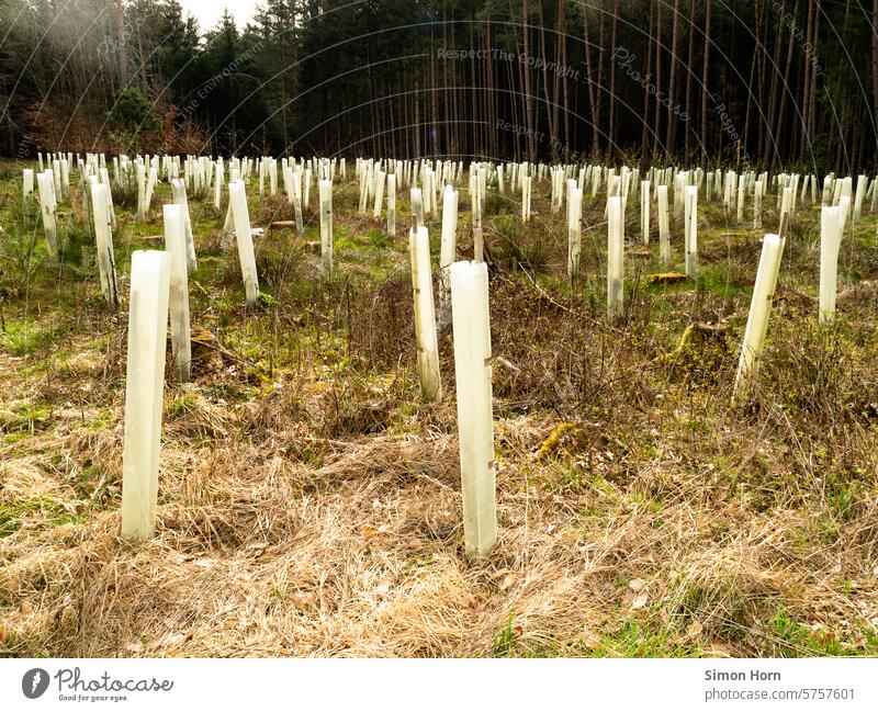 Schonung in Form individuell geschützter Neubepflanzung eines Waldstückes Aufforstung aufforsten Lichtung Forstwirtschaft bissfest Neuanfang neu frisch