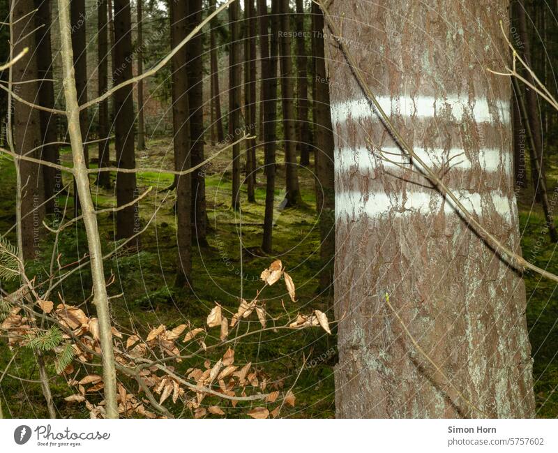 Auf einem Baumstamm im Vordergrund befindet sich eine Markierung in Form von drei Strichen, im Hintergrund sind Bäume und ein grüner Waldboden zu sehen
