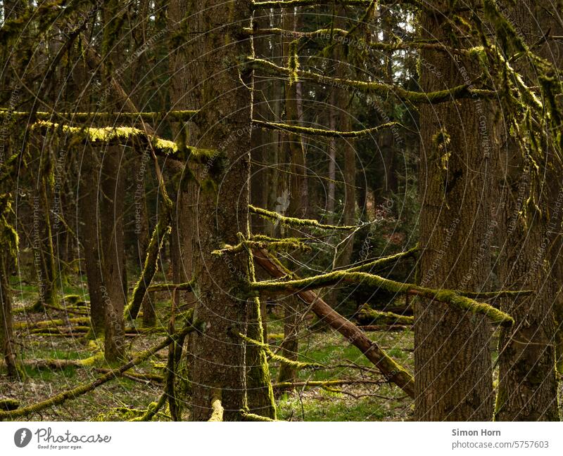 Waldbäume mit mossbedeckten Ästen bei Sonnenschein moosbedeckt Sonnenlicht Waldstück Lichtstimmung verästelt Baum verzweigt Äste und Zweige Zweige u. Äste Natur
