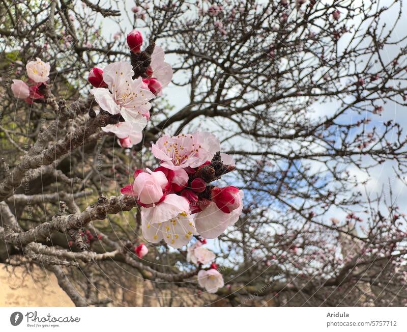 Blühender Aprikosenbaum Baum Blüte Bühend Aprikosenblüte Blume Garten rosa Natur Pflanze Frühling Blütezeit Obstgarten Obstbaum Äste