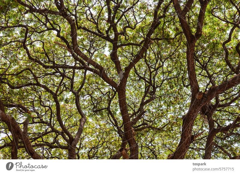 Baum in einer Detailansicht Blätter Äste und Zweige Pflanze Blatt grün Außenaufnahme Farbfoto Umwelt Natur Menschenleer Indien Wald natürlich