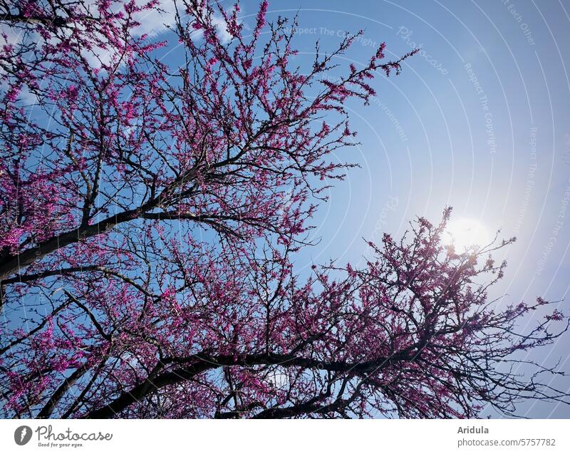 Blühender Judasbaum im Sonnenlicht Strauch Blüte Frühling violett Italien Rom Blauer Himmel Pflanze Sonnenschein Gegenlicht Blume Zweige