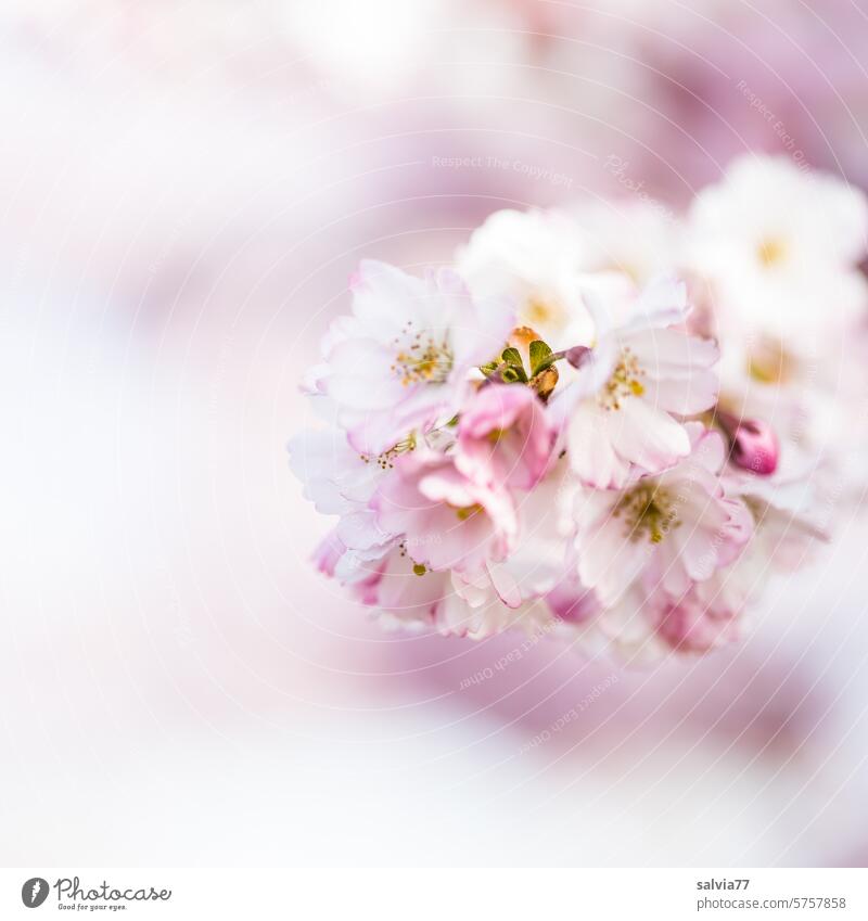traumhafter Frühling Kirschblüten Zierkirschenblüten rosa Duft Blühend Blüte Schönes Wetter Natur Frühlingsgefühle Pflanze Zweig Blauer Himmel Kirschbaum schön
