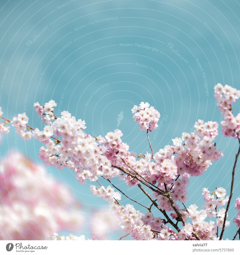 Blütenduft liegt in der Luft Kirschblüten Zierkirschenblüten rosa Duft Blühend Frühling Schönes Wetter Natur Frühlingsgefühle Pflanze Zweig Blauer Himmel
