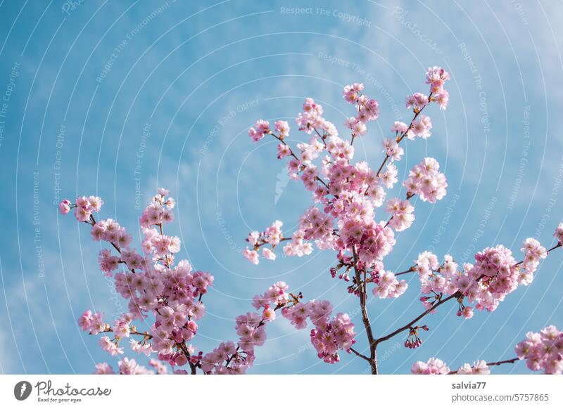 himmlischer Frühling Kirschblüten Zierkirschenblüten rosa Duft Blühend Blüte Schönes Wetter Natur Frühlingsgefühle Pflanze Zweig Blauer Himmel Kirschbaum schön