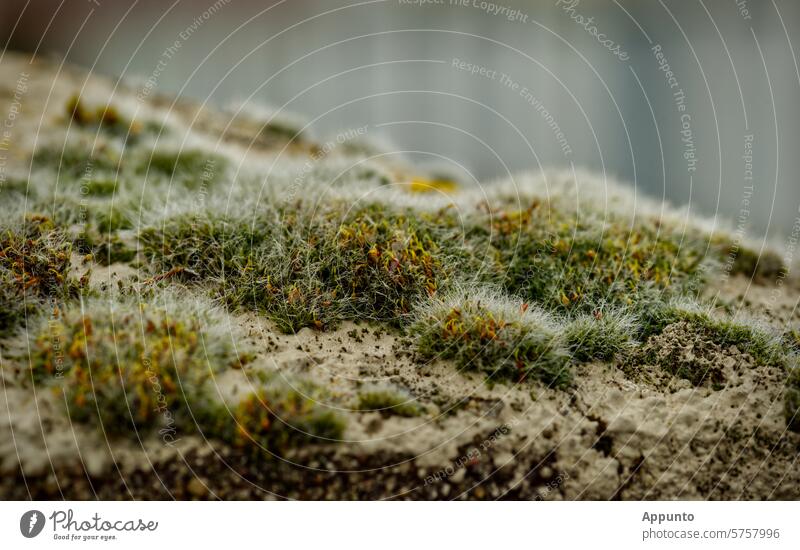Makroaufnahme einer Mooslandschaft auf Mauerwerk, einer Strand- oder Dünenlandschaft ähnelnd (Genaue Moosspezies unklar, vermutlich Grimmia pulvinata, Polster-Kissenmoos)