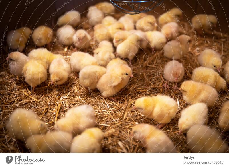 viele Hühnerküken auf Stroh in einer Wärmebox Küken Kükenaufzucht Biologische Landwirtschaft Legehühner Jungtiere Nutztier Tierhaltung Geflügel artgerecht