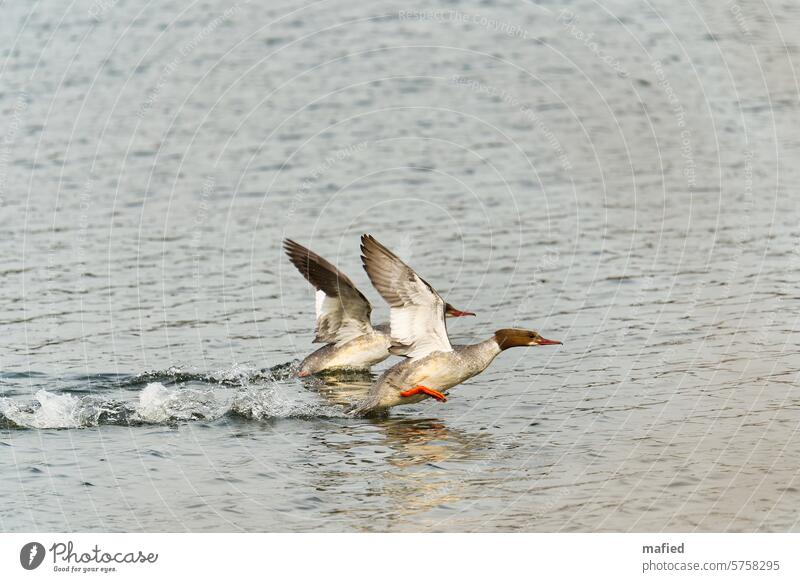 Zwei Gänsesäger beim Start Wasservogel Entenvögel Vogel Tier See Flügel Gefieder weiß braun grau Flug synchron Vogelbeobachtung Außenaufnahme Wildnis Natur