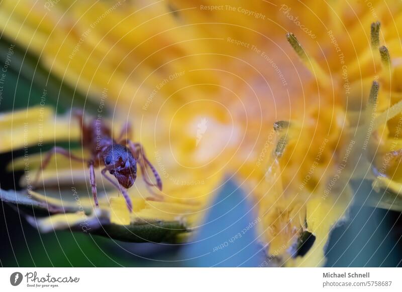 Ameise auf einer Löwenzahblüte, Makroaufnahme, Facettenauge Tier Insekt krabbeln klein Schwache Tiefenschärfe Nahaufnahme Natur Tierporträt Tag 1 Umwelt Blick