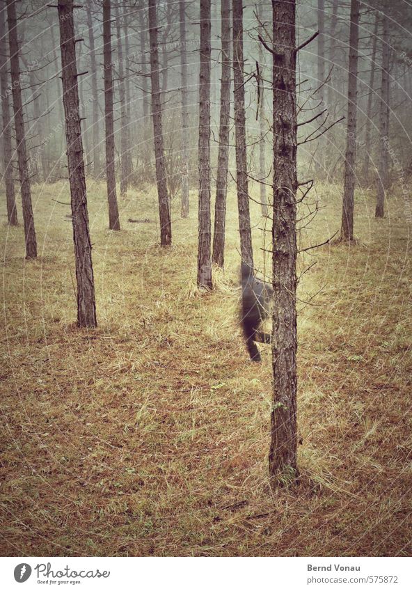 Run Forest! maskulin Mann Erwachsene 1 Mensch 45-60 Jahre Umwelt Natur Herbst Pflanze Baum Wald braun grau grün schwarz Flucht laufen Kapuze Jacke rennen Kiefer