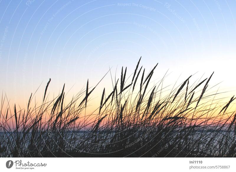 Abendstimmung auf Föhr Sommer Insel Sonnenuntergang Landschaft romantisch Gräser Silouetten Strandhafer Himmel Meer Horizont