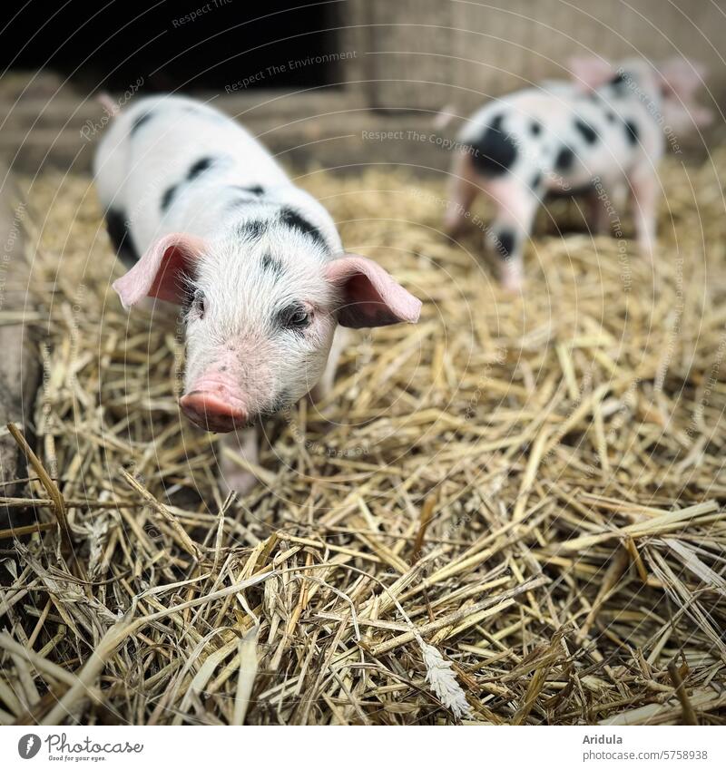 Kleine Ferkel im Stroh Schwein Tier Bauernhof Landwirtschaft Glück Säugetier Tierporträt Stall Schnauze Nutztier rosa niedlich Tierhaltung Neugier artgerecht