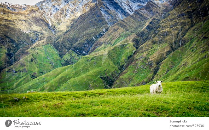 Revierhüter Gras Berge u. Gebirge Wiese Weide Hügel Schaf beobachten Denken entdecken warten frei Unendlichkeit Neugier grün selbstbewußt standhaft Reinheit