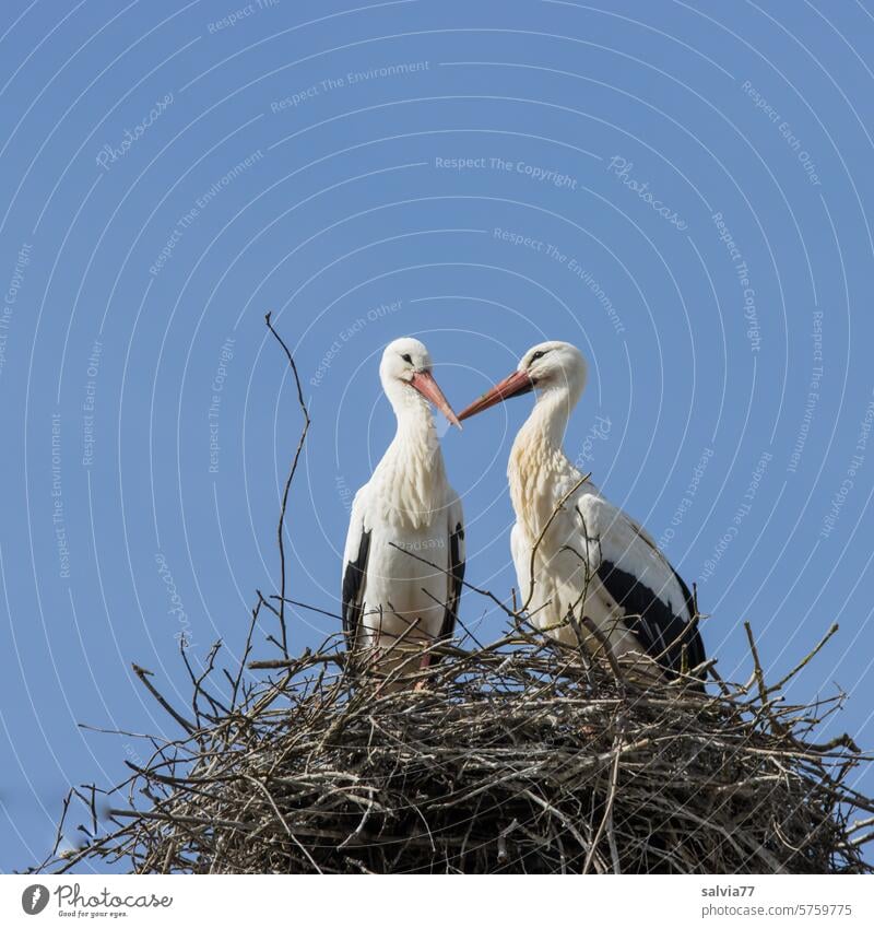 Verbundenheit | Storchenpaar im Nest Paar Treue Zweige Zweisamkeit Vogel Tier Himmel blau Weißstorch Horst Textfreiraum oben Farbfoto Natur Frühling