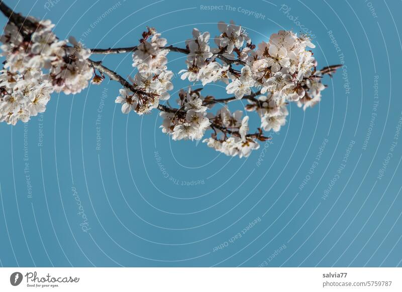 blauer Himmel und blühender Zweig Frühling Blütenzweig Pflanze Blühend Natur weiß Farbfoto Ast Schönes Wetter Frühlingsgefühle Kirschblüten schön Park Baum