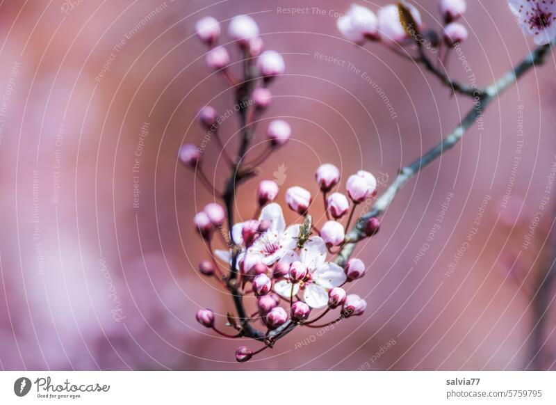 zarte Blüten der Kirschpflaume Prunus cerasiferia Baum Zweige u. Äste Natur Frühling blühen Frühlingsgefühle Blühend blühend Duft rosa Bienenweide Pflanze