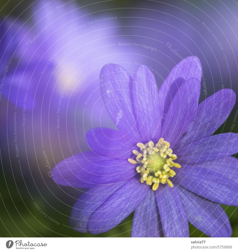 Frühlings-Anemone Blanda Blue Blüte Blume blau Anemonen zart Schwache Tiefenschärfe Nahaufnahme Garten-Anemone Farbfoto schön Blühend Makroaufnahme Unschärfe