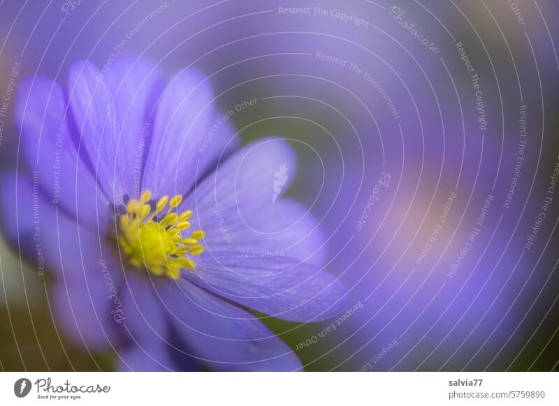 blaue Balkananemone Anemone blanda Blüte Blume Pflanze Nahaufnahme Natur Blühend zart Garten schön Unschärfe Garten-Anemone Anemonen Makroaufnahme