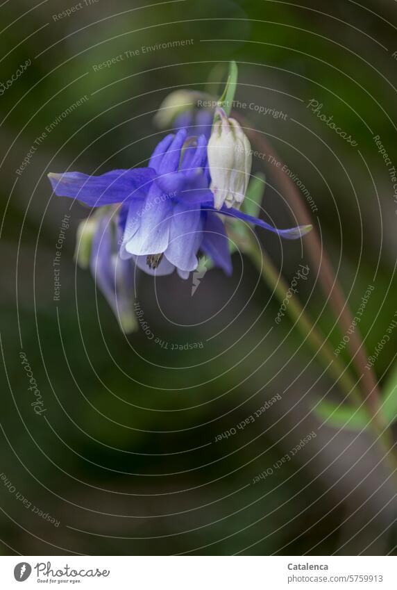 Gemeine Akelei Natur Flora Pflanze Blüte Blütenblätter blühen Hahnenfußgewächse verblühen Tag Tagedlicht Blau Grün Aquilegia vulgaris