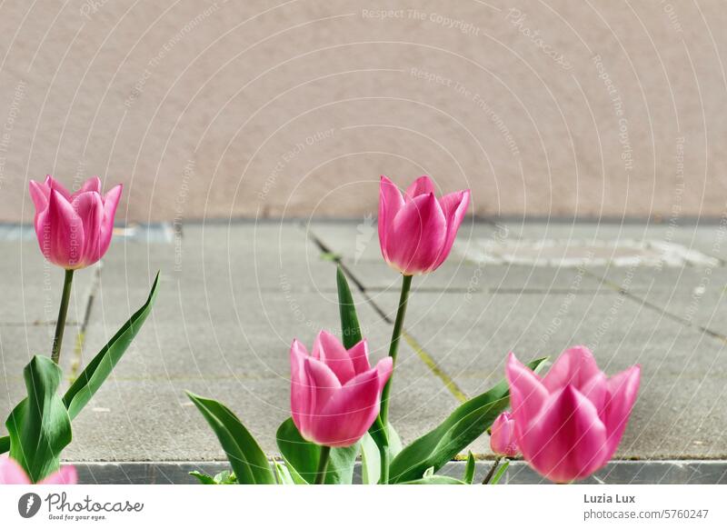 Rosa Tulpen am Bürgersteig rosa Blume Frühling Blüte Blühend Tulpenblüte Frühlingsgefühle schön grün pink Frühlingsblume Reihe Farbenpracht farbenfroh