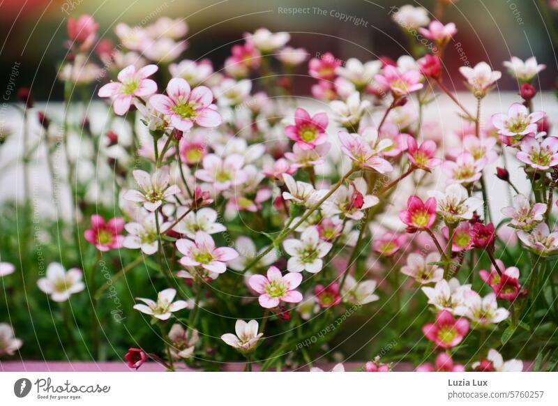 kleine rosa Blüten vor dem Fenster Romantik Blütezeit frisch Blumenhändler Botanik Farbe botanisch Flora romantisch Frühling natürlich farbenfroh schön geblümt
