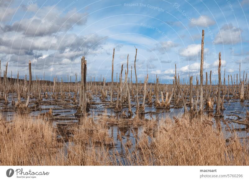 Überschwemmungsgebiet bei Anklam auf dem Weg nach Usedom überschwemmungsgebiet toter wald tote bäume morsch holz baumstäme kahl pfähle wasser unter überschwemmt
