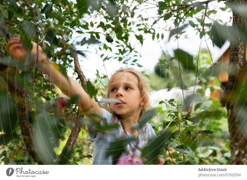 Ein aufmerksames junges Mädchen greift in einem Obstgarten nach Kirschen, ihre Konzentration ist im gedämpften Licht, das durch die Blätter fällt, deutlich zu erkennen