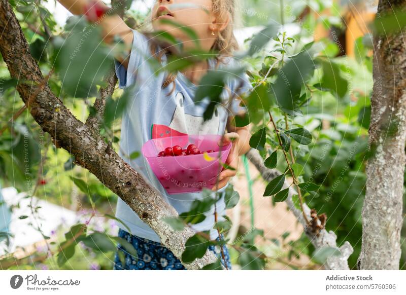 Ein konzentriertes kleines Mädchen pflückt vorsichtig Kirschen von einem Baum, ihre rosa Schale enthält die frischen und fruchtigen Schätze des Tages