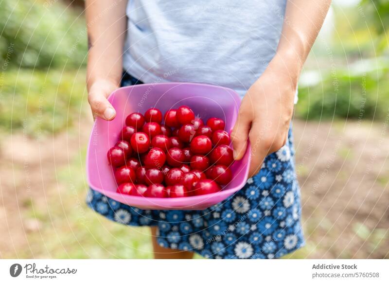 Anonymes kleines Kind hält stolz eine Schale mit leuchtend roten, frisch gepflückten Kirschen in der Hand, die eine erfolgreiche Ernte auf einer Sommerplantage darstellen