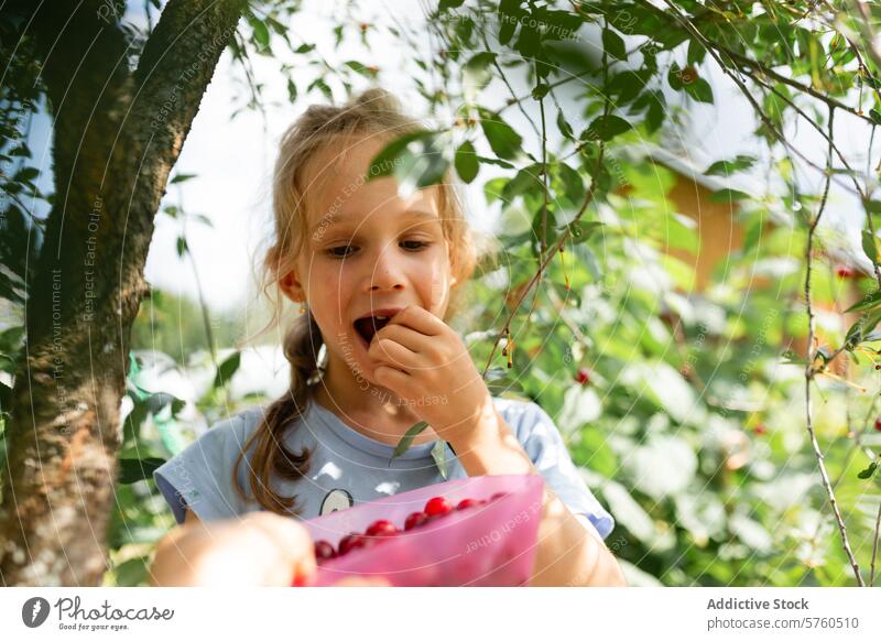 Ein junges Mädchen genießt die Früchte ihrer Arbeit und probiert eine süße Kirsche nach einem Tag des Pflückens im sonnenbeschienenen Obstgarten Geschmack